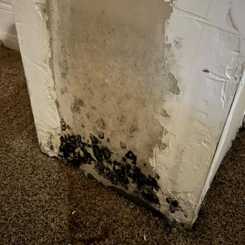 Professional Mold Removal in New Glarus, WI